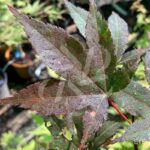Acer palmatum 'Takao beni' - Érable du Japon