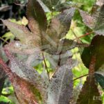 Acer palmatum 'Takao beni' - Érable du Japon
