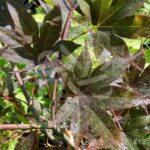 Acer palmatum 'Takao beni' - Érable du Japon