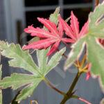 Acer palmatum 'Taylor' disponible en notre magasin en ligne de plantes