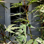 Acer palmatum 'Taylor' - Érable du Japon