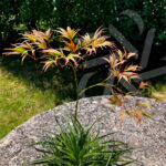 Acer palmatum 'V Corbin' érable rare disponible en notre magasin en ligne de plantes