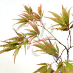 Acer palmatum 'V Corbin'