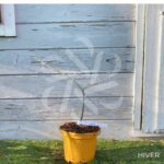 Acer palmatum 'V Corbin' - Érable du Japon