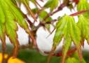 Acer palmatum 'Zoë' - Érables du Japon