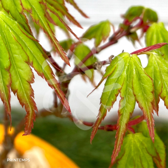 Acer palmatum 'Zoë' - Érables du Japon