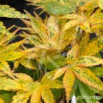 Acer palmatum 'Zoë' - Érables du Japon