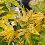 Acer palmatum 'Zoë' - Érables du Japon
