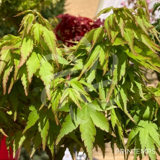 Acer palmatum 'Zoë' - Érables du Japon