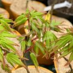 Acer palmatum 'Zoë' - Érables du Japon