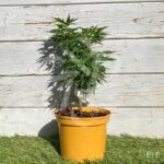 Acer palmatum 'Zoë' - Érables du Japon