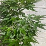 Acer palmatum 'Zoë' - Érables du Japon