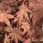 Acer Palmatum 'Zokumei' - Érable du Japon
