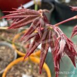Acer Palmatum 'Zokumei' - Érable du Japon