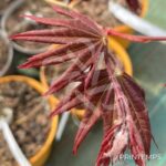 Acer Palmatum 'Zokumei' - Érable du Japon