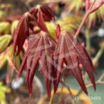 Acer Palmatum 'Zokumei' - Érable du Japon