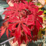 Acer shirasawanum 'Gloria' - Érable du Japon