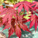 Acer shirasawanum 'Gloria' - Érable du Japon