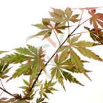 Acer shirasawanum 'Gloria'