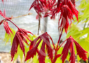 Acer shirasawanum 'Gloria' disponible en notre magasin en ligne de plantes