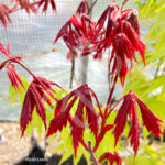 Acer shirasawanum 'Gloria' disponible en notre magasin en ligne de plantes