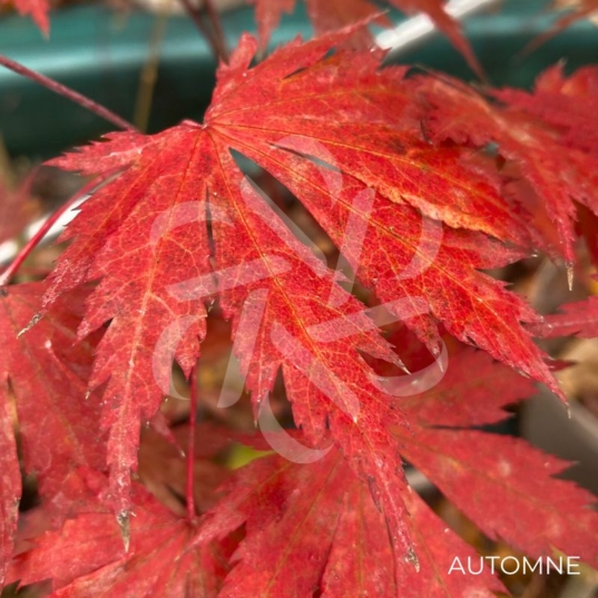 Acer shirasawanum 'Gloria' - Érable du Japon