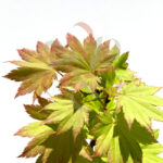 Acer shirasawanum 'Kinkakure'