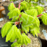 Acer shirasawanum 'Kinkakure' - Érable du Japon