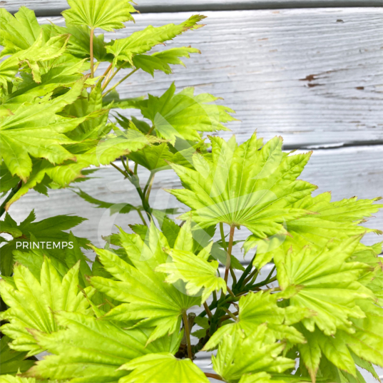 Acer shirasawanum 'Kinkakure' - Érable du Japon