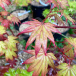 Acer Shirasawanum 'Moonrise' - Érable du Japon