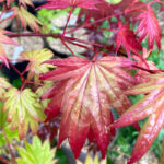 Acer Shirasawanum 'Moonrise' - Érable du Japon