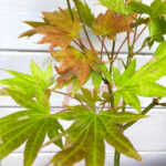 Acer shirasawanum 'Moonrise'