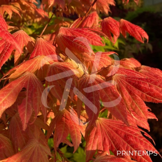 Acer Shirasawanum 'Moonrise' - Érable du Japon