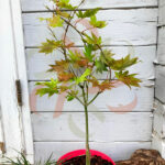 Acer shirasawanum 'Moonrise'