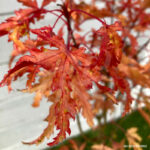 Acer palmatum 'Anne Irene'