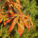 Acer palmatum 'Christy Ann'