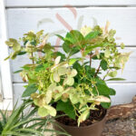 Hortensia paniculé 'Switch Ophelia'