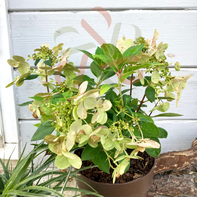 Hortensia paniculé 'Switch Ophelia'