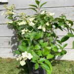 Hydrangea paniculata 'Prim White'