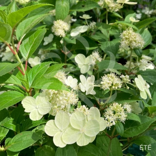 Hydrangea paniculata 'Prim White'