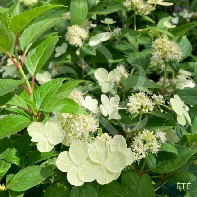 Hydrangea paniculata 'Prim White'