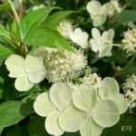 Hydrangea paniculata 'Prim White'