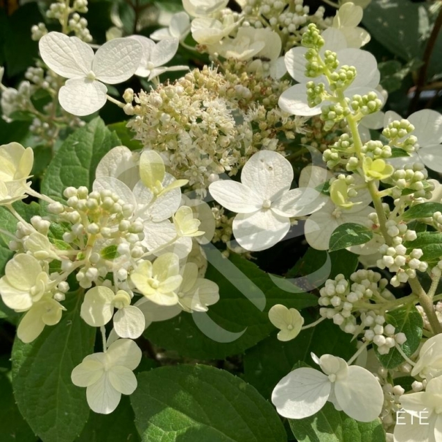 Hydrangea paniculata 'Prim White'