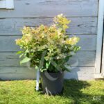 Hortensia paniculé 'Switch Ophelia'