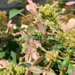 Hortensia paniculé 'Switch Ophelia'