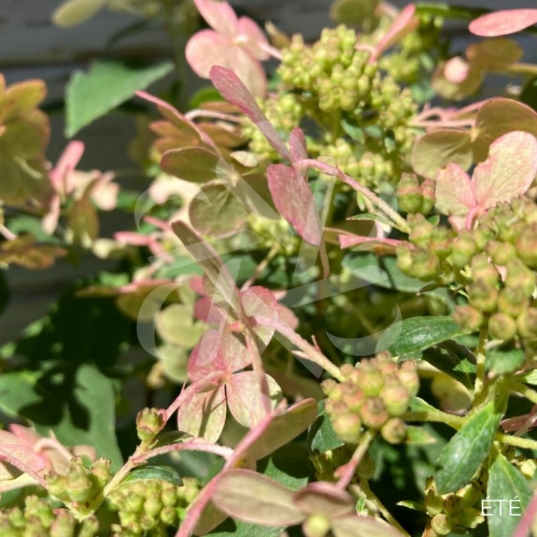 Hortensia paniculé 'Switch Ophelia'