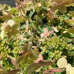 Hortensia paniculé 'Switch Ophelia'