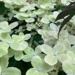 Hortensia paniculé 'Switch Ophelia'