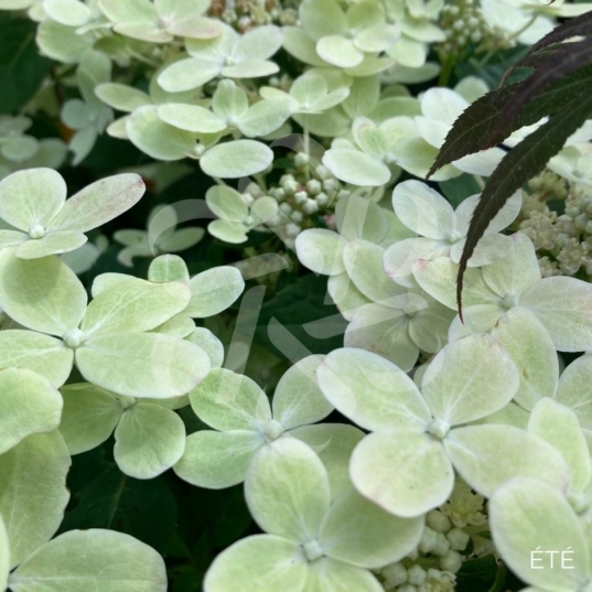 Hortensia paniculé 'Switch Ophelia'