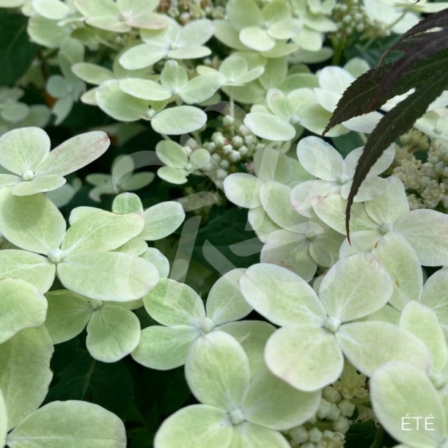 Hortensia paniculé 'Switch Ophelia'